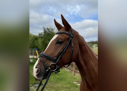 Caballo de deporte alemán, Yegua, 6 años, 166 cm, Alazán