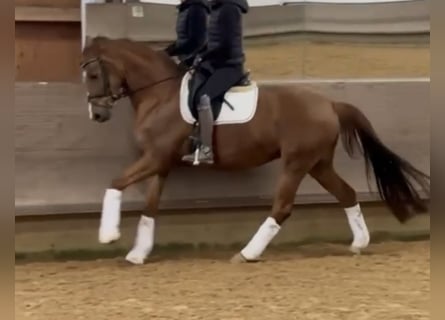 Caballo de deporte alemán, Yegua, 6 años, 166 cm, Alazán-tostado