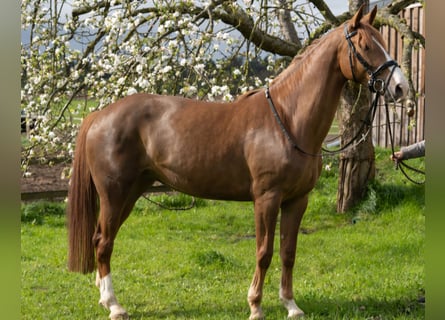 Caballo de deporte alemán, Yegua, 6 años, 166 cm, Alazán-tostado