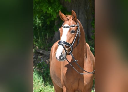 Caballo de deporte alemán, Yegua, 6 años, 167 cm, Alazán