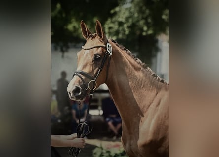 Caballo de deporte alemán, Yegua, 6 años, 167 cm, Alazán