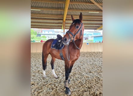 Caballo de deporte alemán, Yegua, 6 años, 168 cm, Castaño