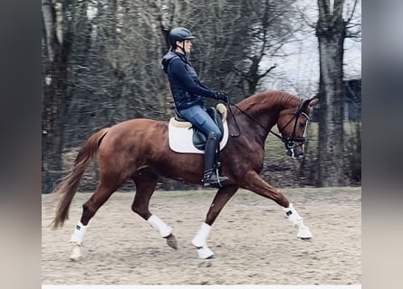 Caballo de deporte alemán, Yegua, 6 años, 169 cm, Alazán