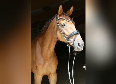 Caballo de deporte alemán, Yegua, 6 años, 169 cm, Alazán-tostado