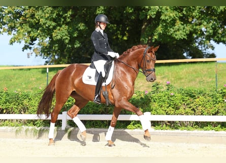 Caballo de deporte alemán, Yegua, 6 años, 170 cm, Alazán