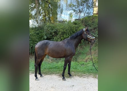Caballo de deporte alemán, Yegua, 6 años, 170 cm, Castaño