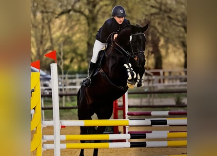 Caballo de deporte alemán, Yegua, 6 años, 170 cm, Morcillo