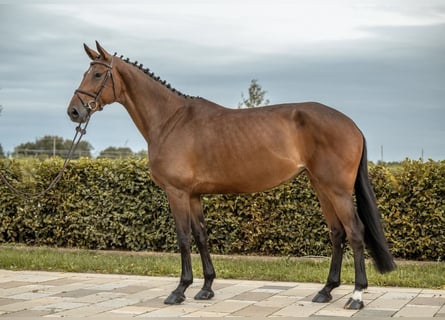 Caballo de deporte alemán, Yegua, 6 años, 173 cm, Castaño