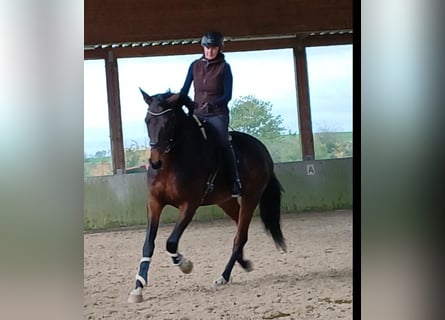 Caballo de deporte alemán, Yegua, 6 años, 174 cm, Castaño
