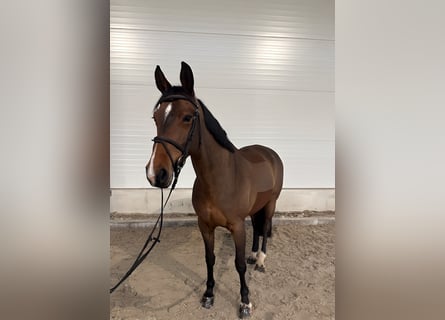 Caballo de deporte alemán, Yegua, 7 años, 162 cm, Castaño