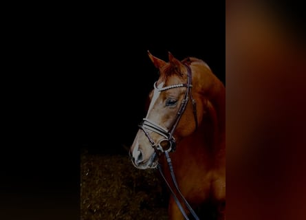 Caballo de deporte alemán, Yegua, 7 años, 164 cm, Alazán