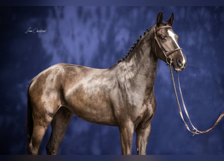Caballo de deporte alemán, Yegua, 7 años, 164 cm, Negro