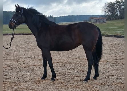 Caballo de deporte alemán, Yegua, 7 años, 165 cm, Morcillo