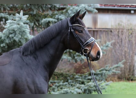 Caballo de deporte alemán, Yegua, 7 años, 167 cm, Castaño oscuro