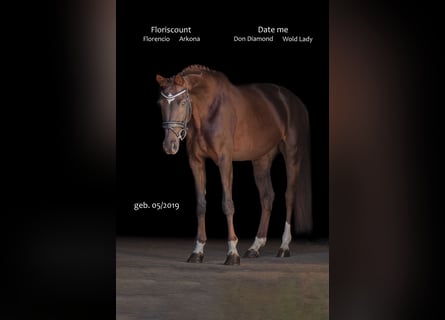 Caballo de deporte alemán, Yegua, 7 años, 168 cm, Alazán-tostado