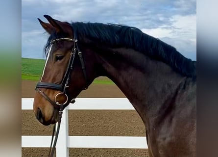 Caballo de deporte alemán, Yegua, 7 años, 168 cm, Castaño oscuro