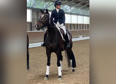 Caballo de deporte alemán, Yegua, 7 años, 170 cm