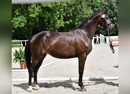 Caballo de deporte alemán, Yegua, 7 años, 170 cm, Castaño oscuro