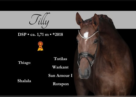 Caballo de deporte alemán, Yegua, 7 años, 171 cm, Alazán-tostado