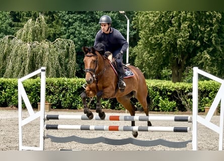 Caballo de deporte alemán, Yegua, 7 años, 171 cm, Castaño