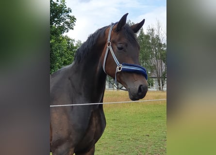 Caballo de deporte alemán, Yegua, 7 años, 172 cm, Castaño oscuro