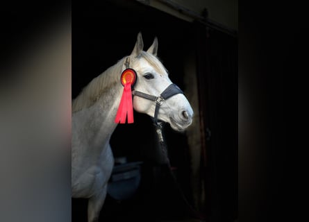 Caballo de deporte alemán, Yegua, 7 años, 172 cm, Tordo