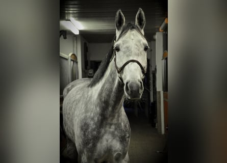 Caballo de deporte alemán, Yegua, 7 años, 172 cm, Tordo rodado