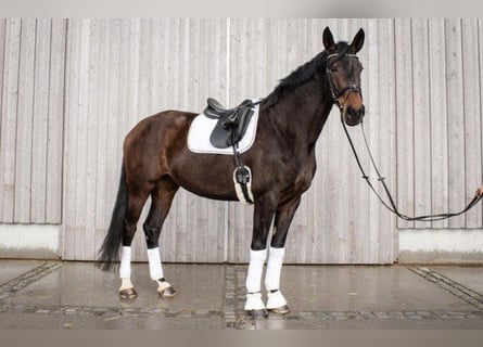 Caballo de deporte alemán, Yegua, 7 años, 177 cm, Castaño oscuro