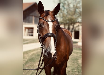 Caballo de deporte alemán, Yegua, 7 años, 178 cm, Castaño