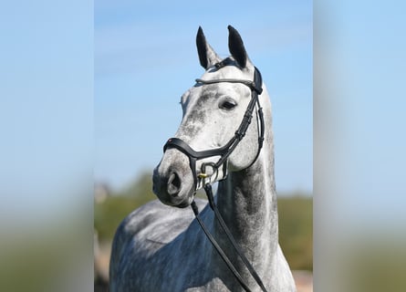 Caballo de deporte alemán, Yegua, 7 años, Tordo