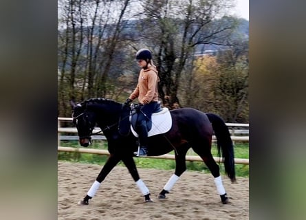 Caballo de deporte alemán, Yegua, 8 años, 162 cm, Castaño oscuro