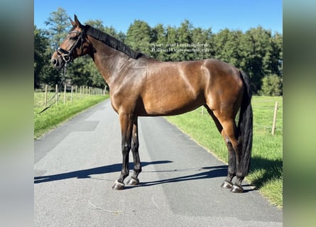 Caballo de deporte alemán, Yegua, 8 años, 163 cm, Castaño