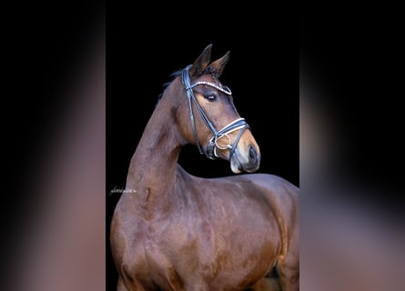 Caballo de deporte alemán, Yegua, 8 años, 164 cm, Castaño