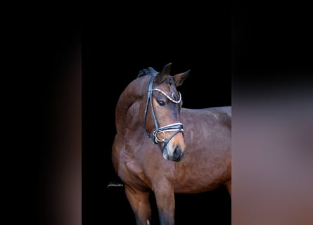 Caballo de deporte alemán, Yegua, 8 años, 164 cm, Castaño