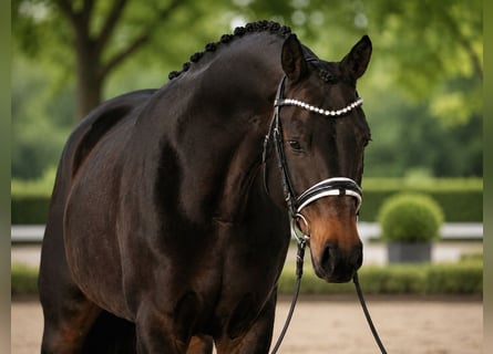 Caballo de deporte alemán, Yegua, 8 años, 165 cm, Castaño