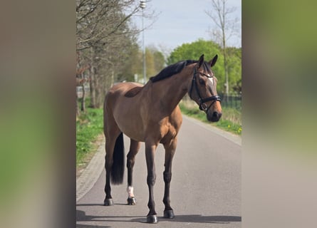 Caballo de deporte alemán, Yegua, 8 años, 165 cm, Castaño