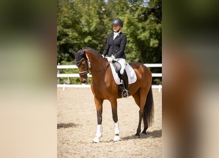 Caballo de deporte alemán, Yegua, 8 años, 166 cm, Castaño