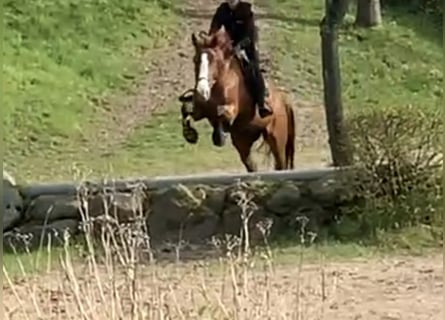 Caballo de deporte alemán, Yegua, 8 años, 167 cm, Alazán