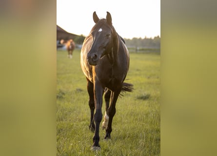 Caballo de deporte alemán, Yegua, 8 años, 167 cm, Negro