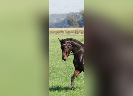 Caballo de deporte alemán, Yegua, 8 años, 168 cm, Castaño