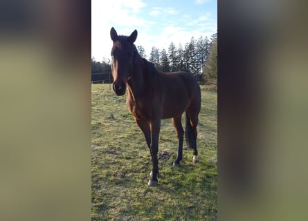 Caballo de deporte alemán, Yegua, 8 años, 169 cm, Castaño oscuro