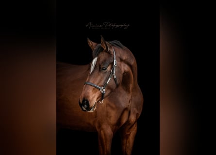 Caballo de deporte alemán, Yegua, 8 años, 170 cm, Castaño oscuro