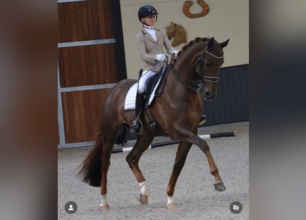 Caballo de deporte alemán, Yegua, 8 años, 175 cm, Alazán-tostado
