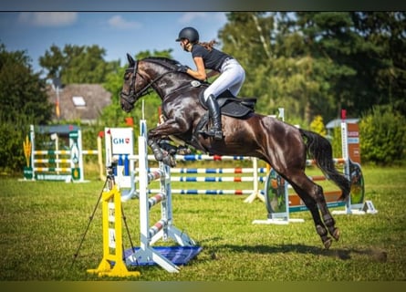 Caballo de deporte alemán, Yegua, 9 años, 165 cm, Castaño oscuro