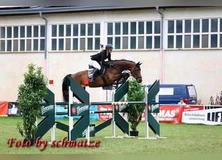 Caballo de deporte alemán, Yegua, 9 años, 168 cm, Castaño