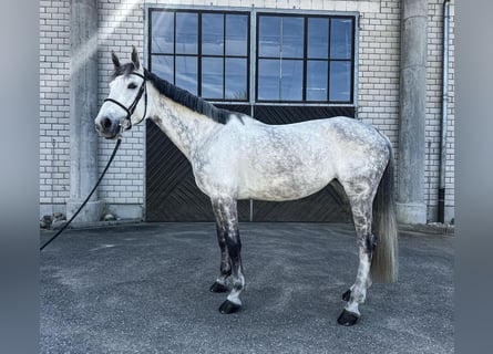 Caballo de deporte alemán, Yegua, 9 años, 174 cm, Tordo
