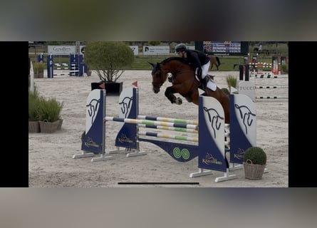Caballo de deporte alemán, Yegua, 9 años, 175 cm, Castaño