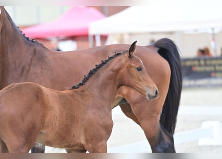 Caballo de deporte alemán, Yegua, Potro (03/2024), 169 cm, Castaño