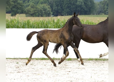 Caballo de deporte alemán, Yegua, Potro (04/2024), 170 cm, Negro