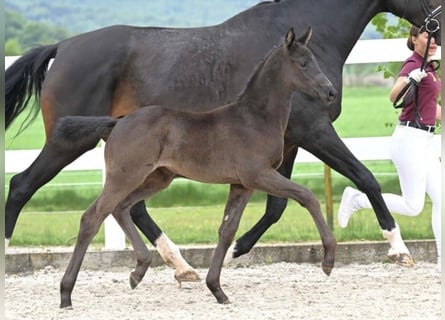 Caballo de deporte alemán, Yegua, Potro (03/2026), 173 cm, Castaño oscuro